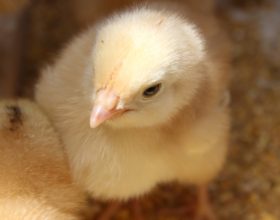 Salud aviar en relación a los cambios en la industria avícola